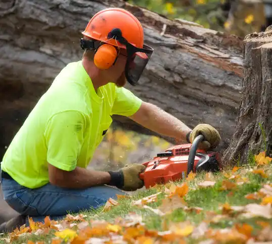 tree services Hasbrouck Heights